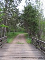 view from wooden bridge onto wooded path
