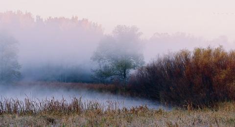photo of foggy morning amidst trees and a pond