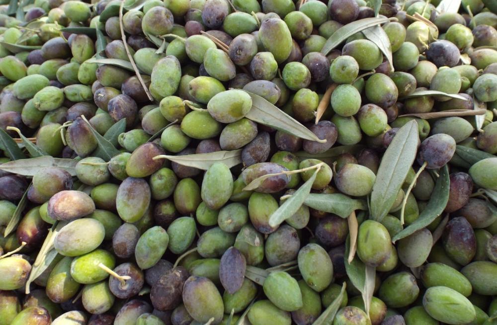 Olive Harvest Palestine