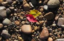 red leaf amidst stones on the riverbank